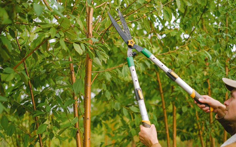 Tree trimming in Baldwinsville, NY